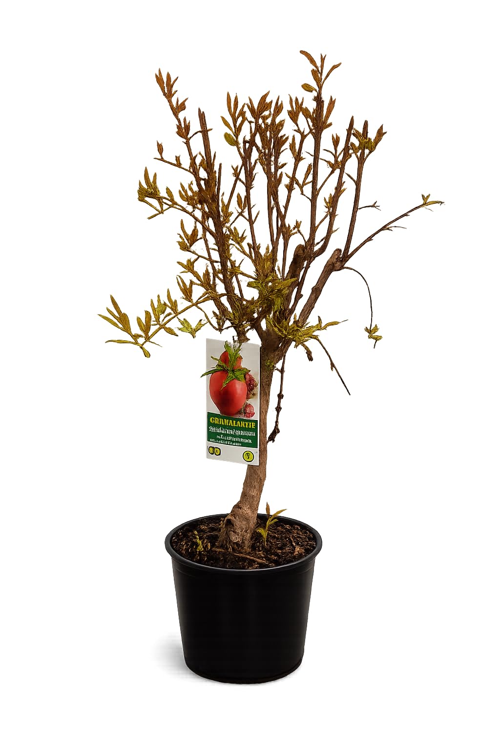 Granatapfelbaum - Granada Mollar de Elche 70-100 cm Echter Granatapfel Strauch mit dickem Stamm (8–10 cm), winterharte mediterrane Kübelpflanze, Obstbaum für Terrasse, Balkon & Garten
