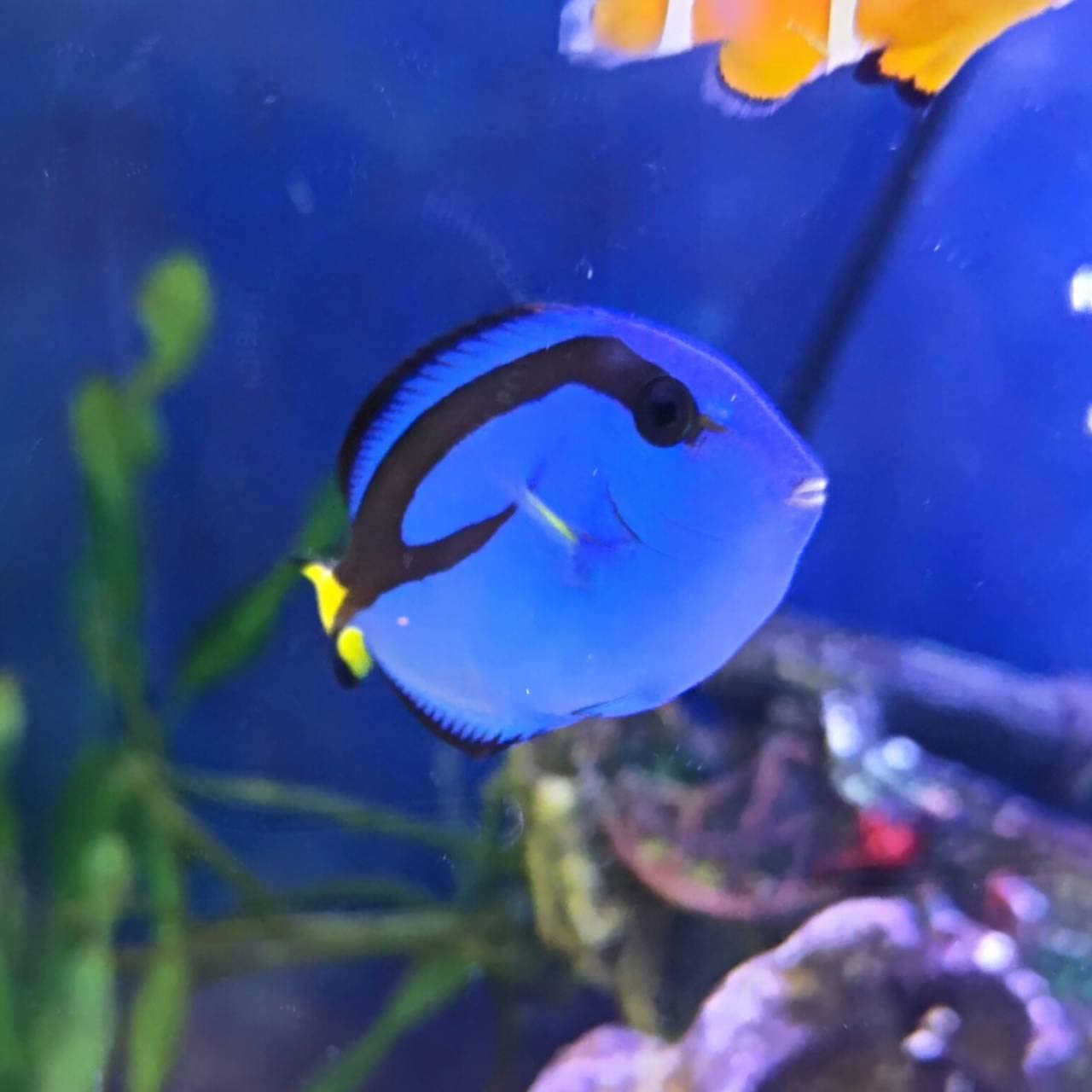 Amazon | TORIMATE（トーリーメイト）ナンヨウハギ3cm マリン