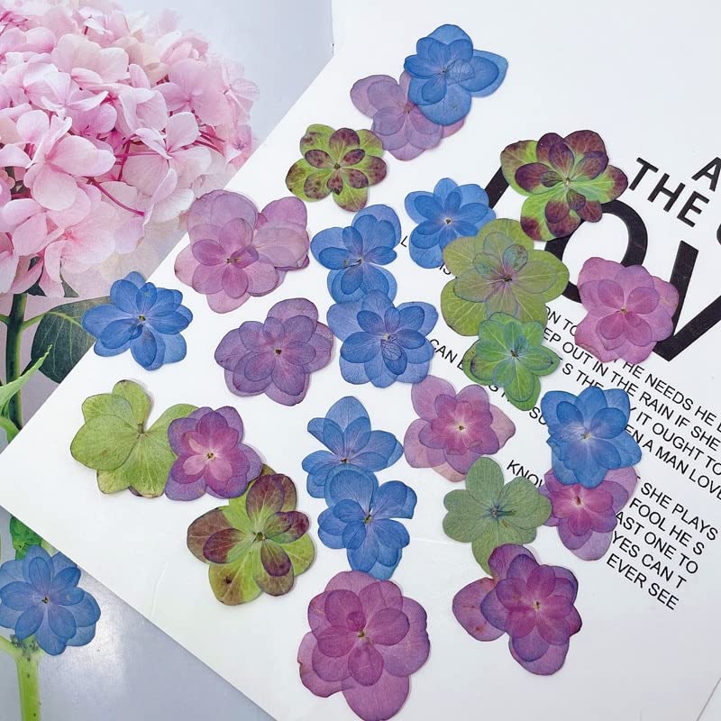 120 flores prensadas secas de hortensia para manualidades miniatura 3