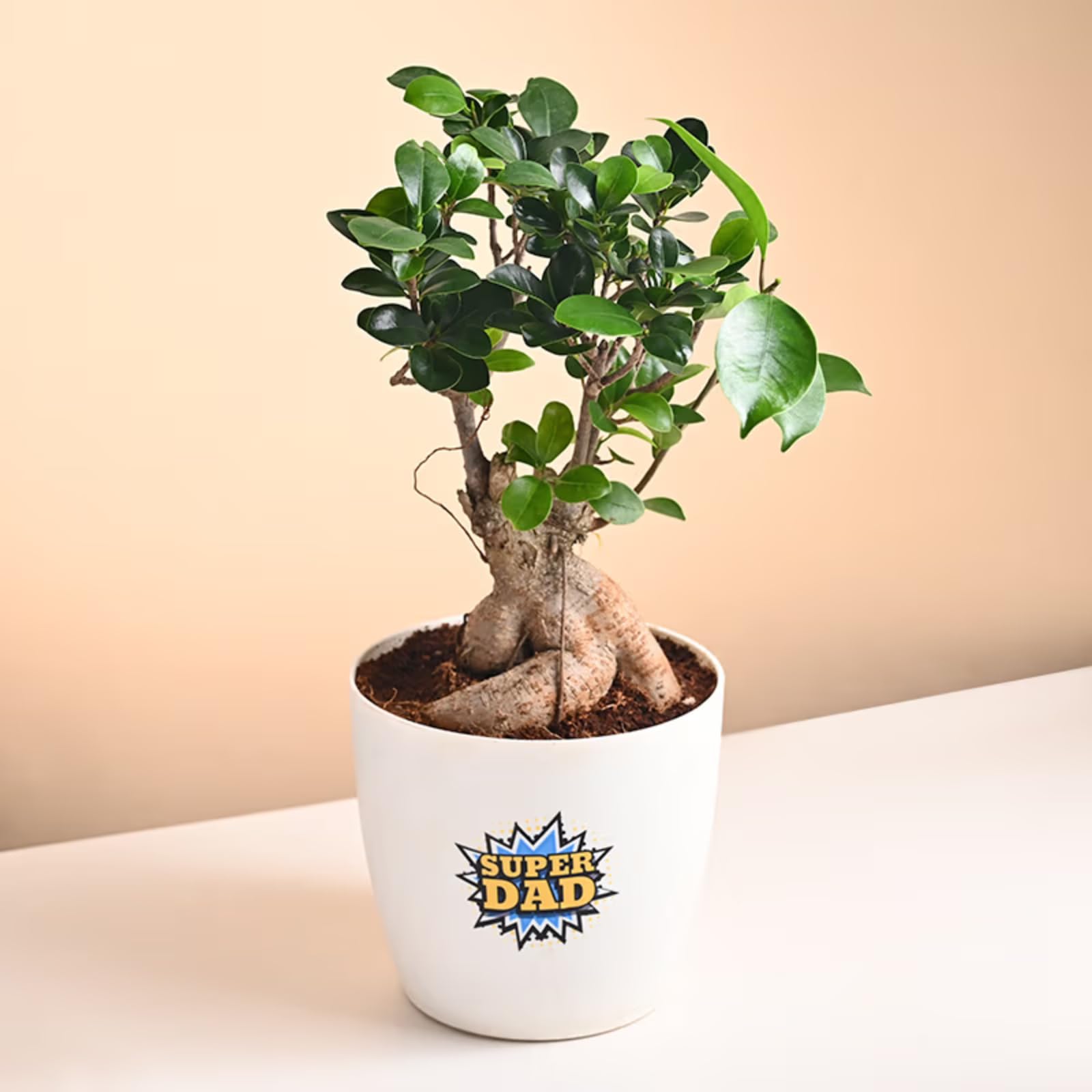 FlowerAura Air Purify Ficus Bonsai Live Indoor Plant In Pot With Super Dad Sticker For Office/Home Decor & Gift For Dad, Gift For Papa, Gift For Father-In-Law & Father's Day Gift (Same Day Delivery)-image-25