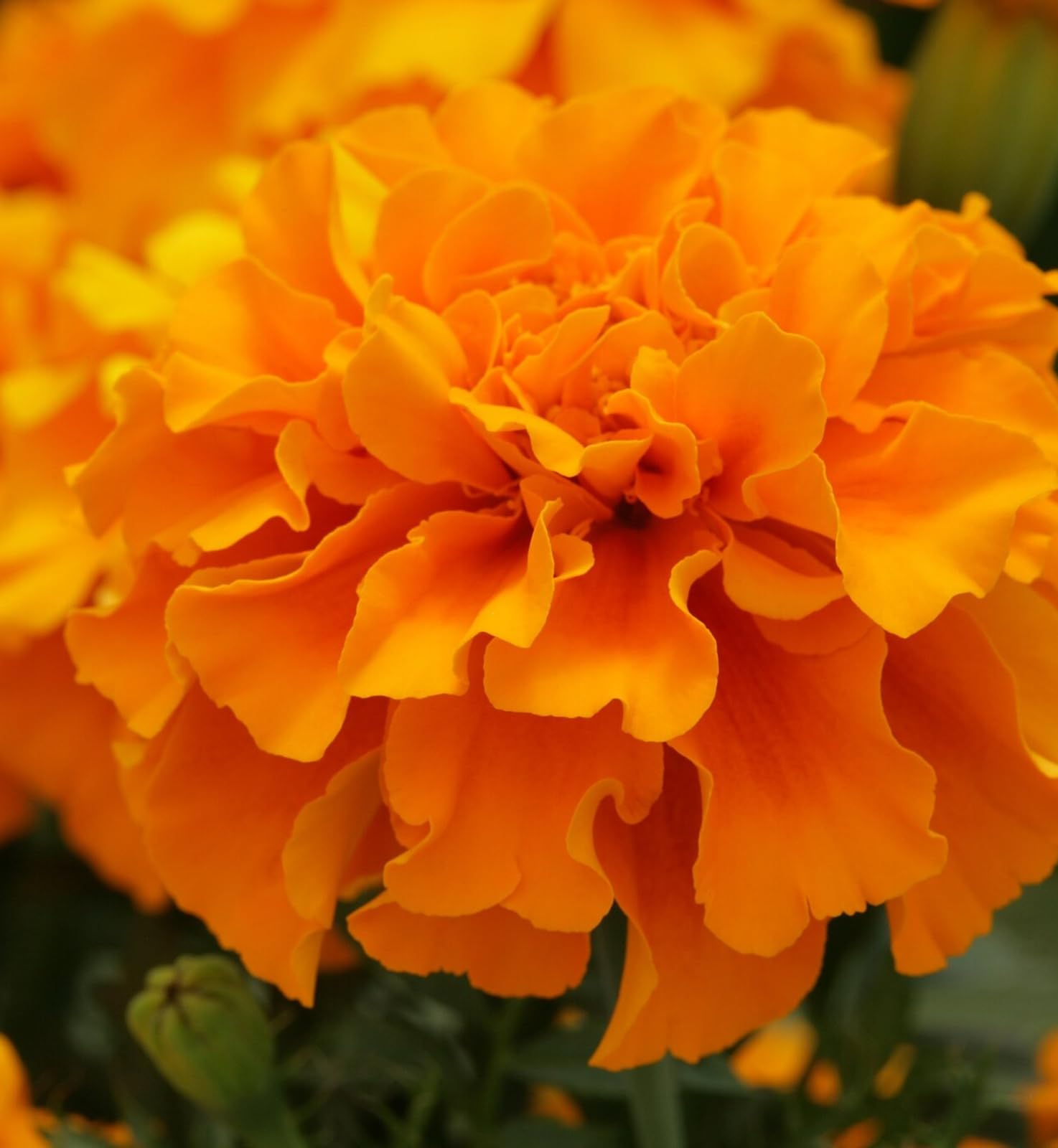 Carbeth Plants Marigold Bedding Plants - 1 x 6 Pack French Orange Bedding Plant Outdoor Garden Ready — image 1