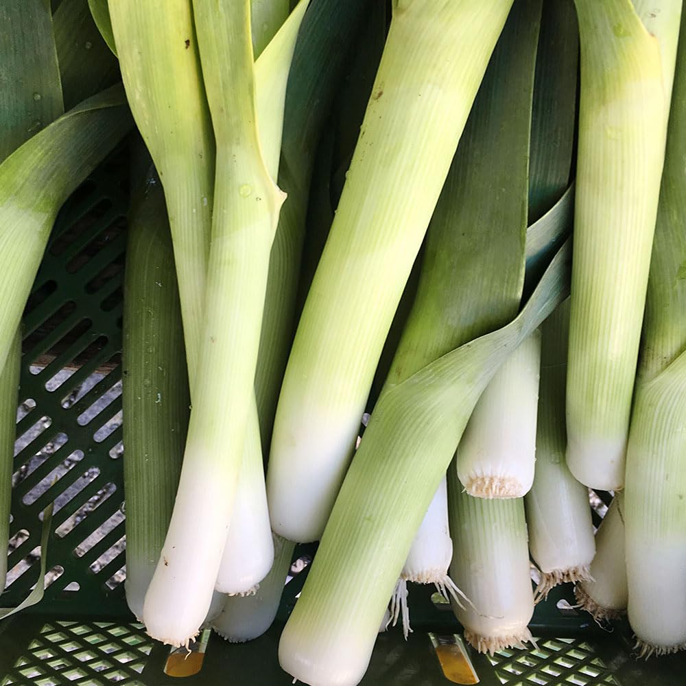 Leek Oarsman F1 Seeds – British Bred, Resilient & Reliable – RHS Award of Garden Merit – for Your Beautiful Kitchen Garden
