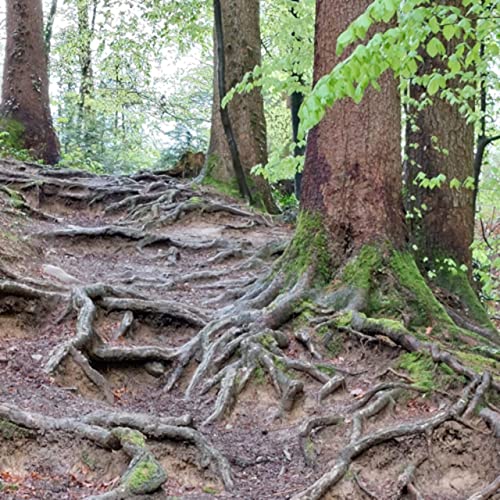 Poems Lovely As A Tree