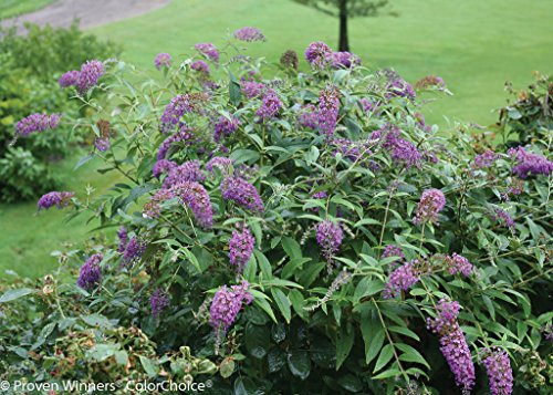 Lo & Behold Purple Haze butterfly bush image