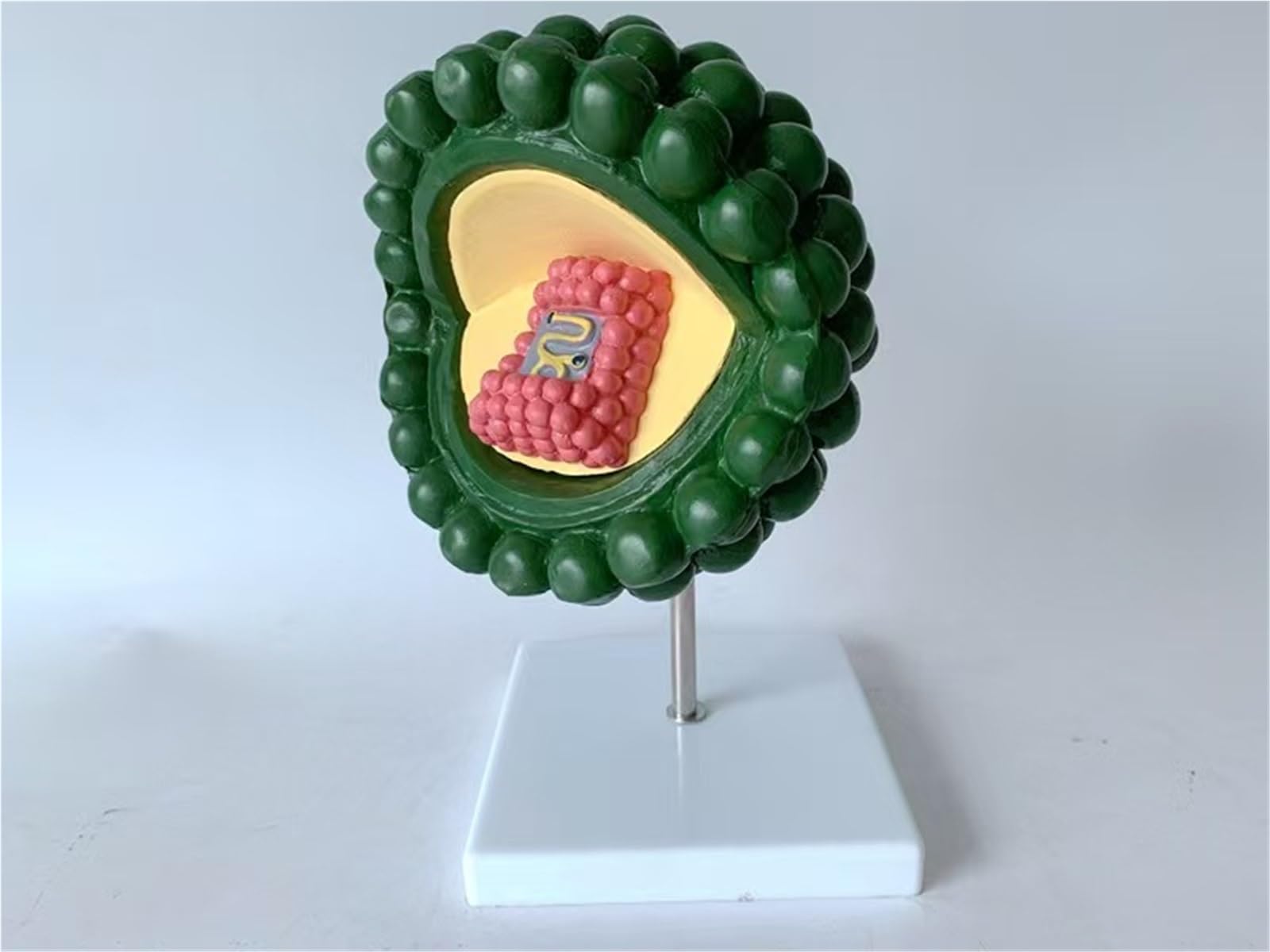 Regalo medico, modello virus ingrandito modello anatomico corpo dell'HIV | Modello di ultrastruttura cellulare anatomia dell'adenovirus virus citopatico umano, for strumento didattico microbiologia