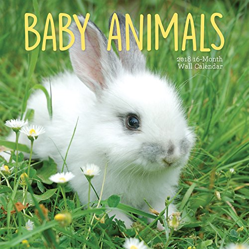 Avalon 2018 Baby Animals Wall Calendar, 16 Month Calendar, 12 x 12 inches (83038)