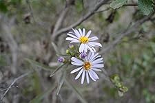 Review Image by Thomas Shields Thomas Shields