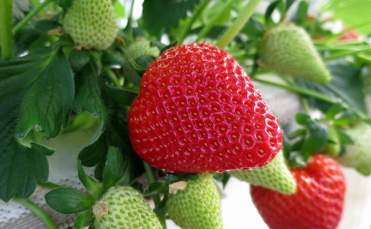 EraGreen Abdeckvlies 19g/m² - 3,2m x 40m - Frostschutzvlies für Pflanzen, atmungsaktiver Wachstumsvlies, Frühbeetvlies, Gartenvlies zur Abdeckung von Gemüsebeeten