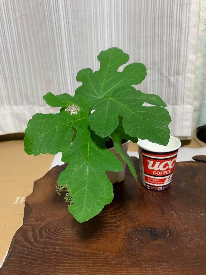 イチジク ブラックマデイラ KK 苗木 No3 「おこめさん用」 イチジク ブラックマデイラ KK 苗木 No3 「おこめさん用」