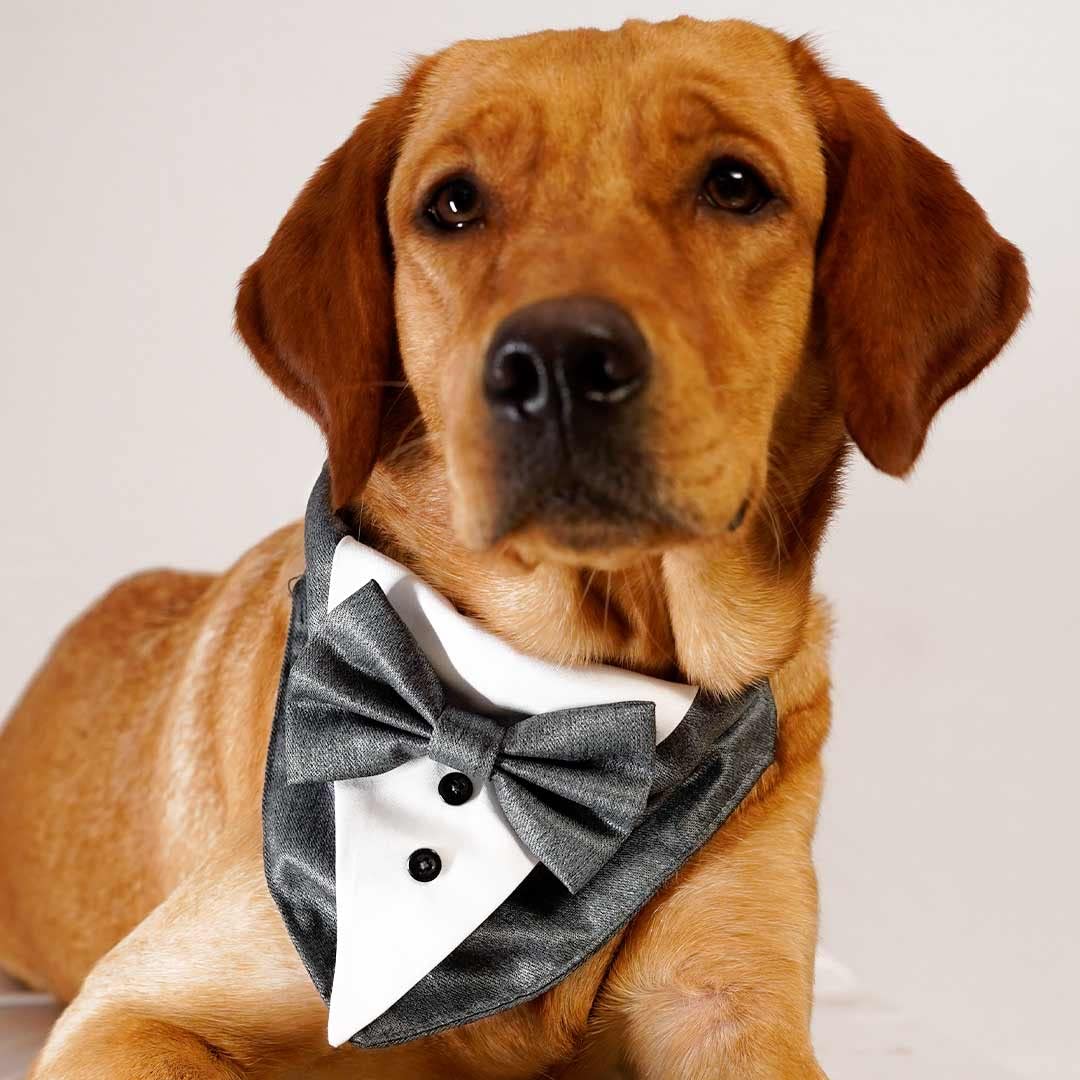 Myartbucket Wedding and Festive Dog Tuxedo Black Bandana with Bow | Pet Tuxedo Bandana Grey (L) (B0BY4MFM91) Amazon Price History, Amazon Price Tracker
