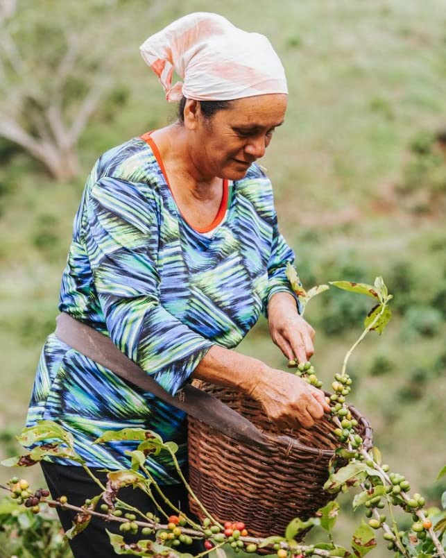 Miniatura 4 de Gustos Coffee Premium Selection  Café de grano entero de tostado medio puertorriqueño de alta gama (1, 12 onzas)