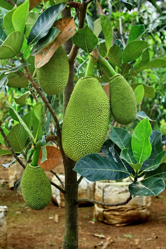 Green view"Dwarf Seedless Jackfruit" Thai Variety Medium size fruit