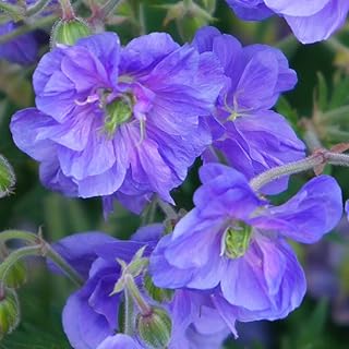 Geranium Hardy Birches Double Garden Plant Hardy Perennial Flowering Garden Plants Easy to Grow Your Own 3X Bare Root by Thompson and Morgan (3)