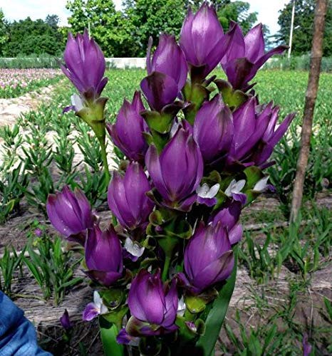 See full amazon price history chart for plantogallery Curcuma Flower Bulbs Elegant Summer-Blooming Flower Bulbs For Home Gardening (Pack of 3 Bulbs Blue),PPXBU301 plantogallery Curcuma Flower Bulbs Elegant Summer-Blooming Flower Bulbs For Home Gardening (Pack of 3 Bulbs Blue),PPXBU301 (B08V13GBYT) Amazon Price History, Amazon Price Tracker