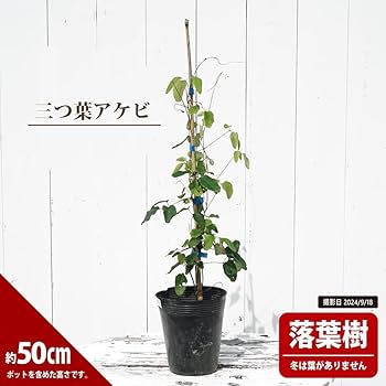 Amazon.co.jp: あけび 【三つ葉アケビ】 5号ポット苗 : DIY・工具