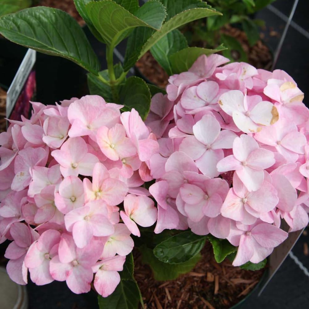 Hydrangea Belle Seduction Large Pink Flowerheads Turn Greenish Purple in Autumn Perfect for Borders or Containers 1x or 2X 3.6 Litre Pot (30cm) by Thompson and Morgan
