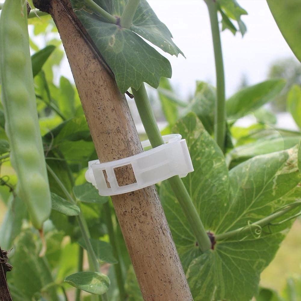 Confezione da 10 clip per piante rampicanti, per pomodori, cetrioli