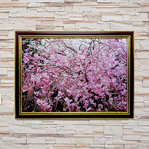 Amazon.co.jp: 林かつひろ アートパネル 写真 インテリア 桜満開 妙顕