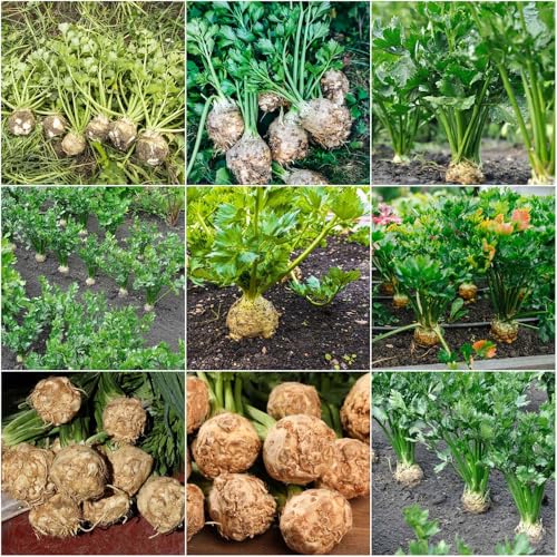 semillas de apio nabo de primavera fresco al aire libre semillas orgánicas apio, variedades antiguas 100pcs