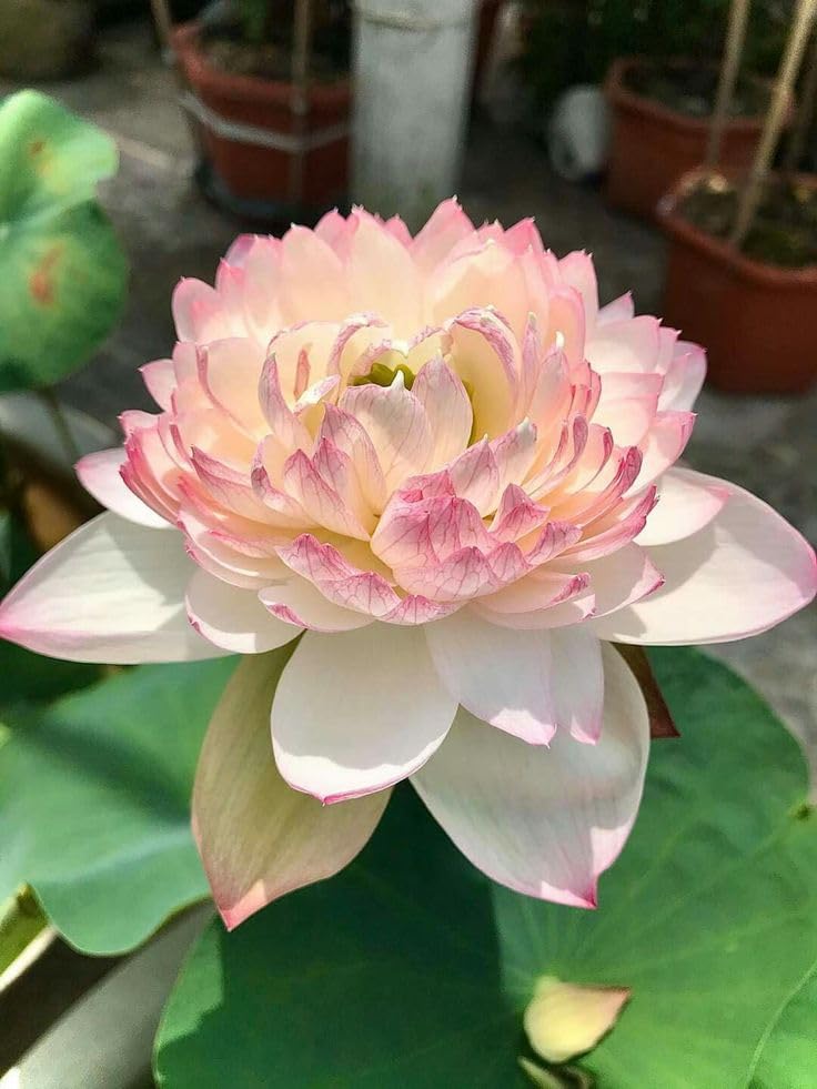 "PLANTORIUM" - Two-Tone Multi-Layered Lotus Rhizome | Premium Flowering Aquatic Plant for Ponds-image-4