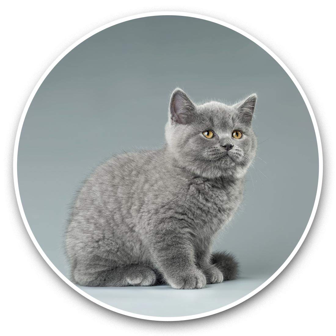 Destination Vinyl Ltd Blue British Kitten Cat Grey Fluffy 44353 Awesome Vinyl Stickers (Set Of 2) 7.5Cm - Blue British Kitten Cat Grey Fluffy Fun Decals For Laptops,Tablets,Luggage,Scrap Booking,Fridges #44353