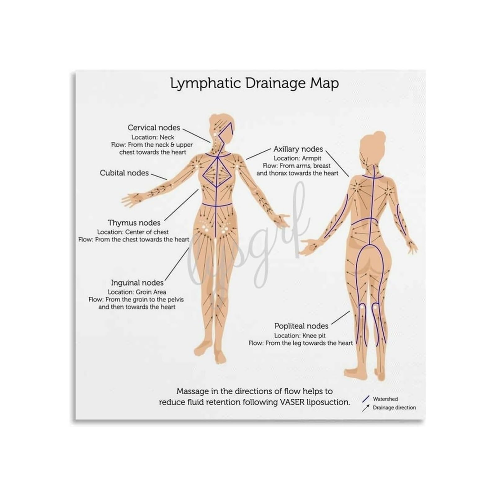 AUOQKQUT Lymphatic System Educational Poster Anatomy Wall Chart with Lymph Nodes Spleen Thymus for Home Office Classroom Study Decor Unframed,16x24inch(40x60cm)