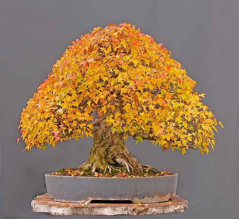 Miniatura 1 de 30 Semillas de Arce Trident  Acer Buergerianum Seeds
