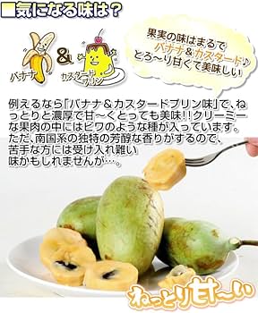 mamipon様ご購入大玉グスベリー苗 mamipon様ご購入大玉グスベリー苗 mamipon様ご購入大玉グスベリー苗 mamipon様ご購入大玉グスベリー苗