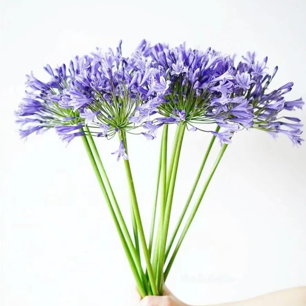 25+ Semi Agapanthus Blu - Giglio Del Nilo Fiore Perenne Per Giardino - Foto 11