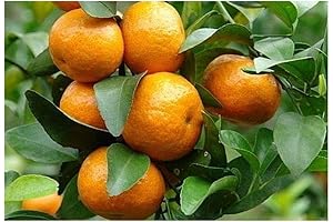 20 Satsuma Orange Tree Seeds: A Zesty Citrus Delight