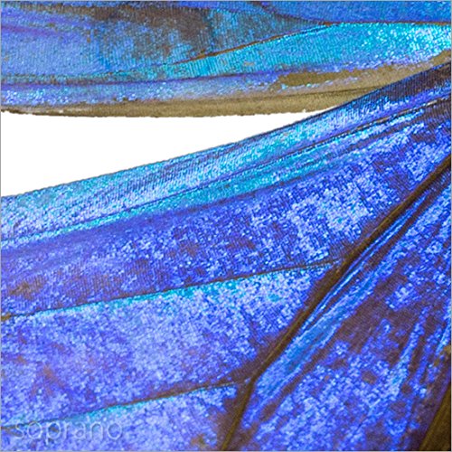 Amazon.co.jp: 蝶の標本 オーロラモルフォ メタリック調ライトフレーム