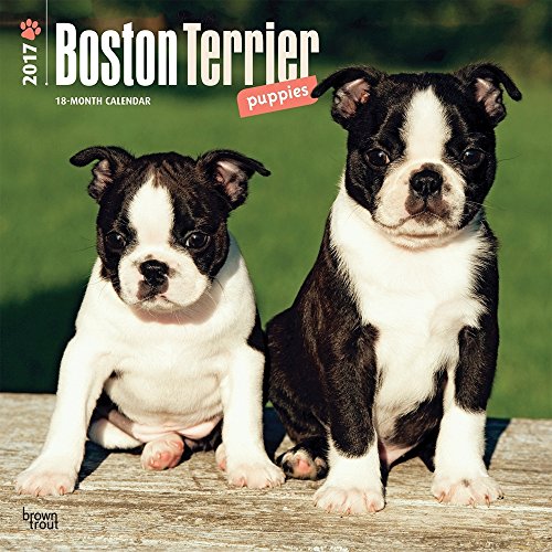 Boston Terrier Puppies 2017 Wall Calendar Boston Terrier Puppies 2017 Wall Calendar