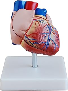 Modello di cuore umano, modelli didattici anatomici in 2 parti, studio di modelli 3D su strumenti di anatomia e fisiologia per studenti, utilizzati nell'anatomia dello strumento educativo dell'uffic