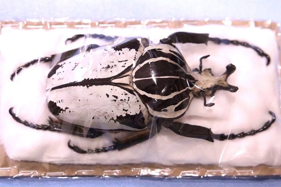 ゴライアス メレアグリス 99㎜ 標本 ゴライアス メレアグリス 99