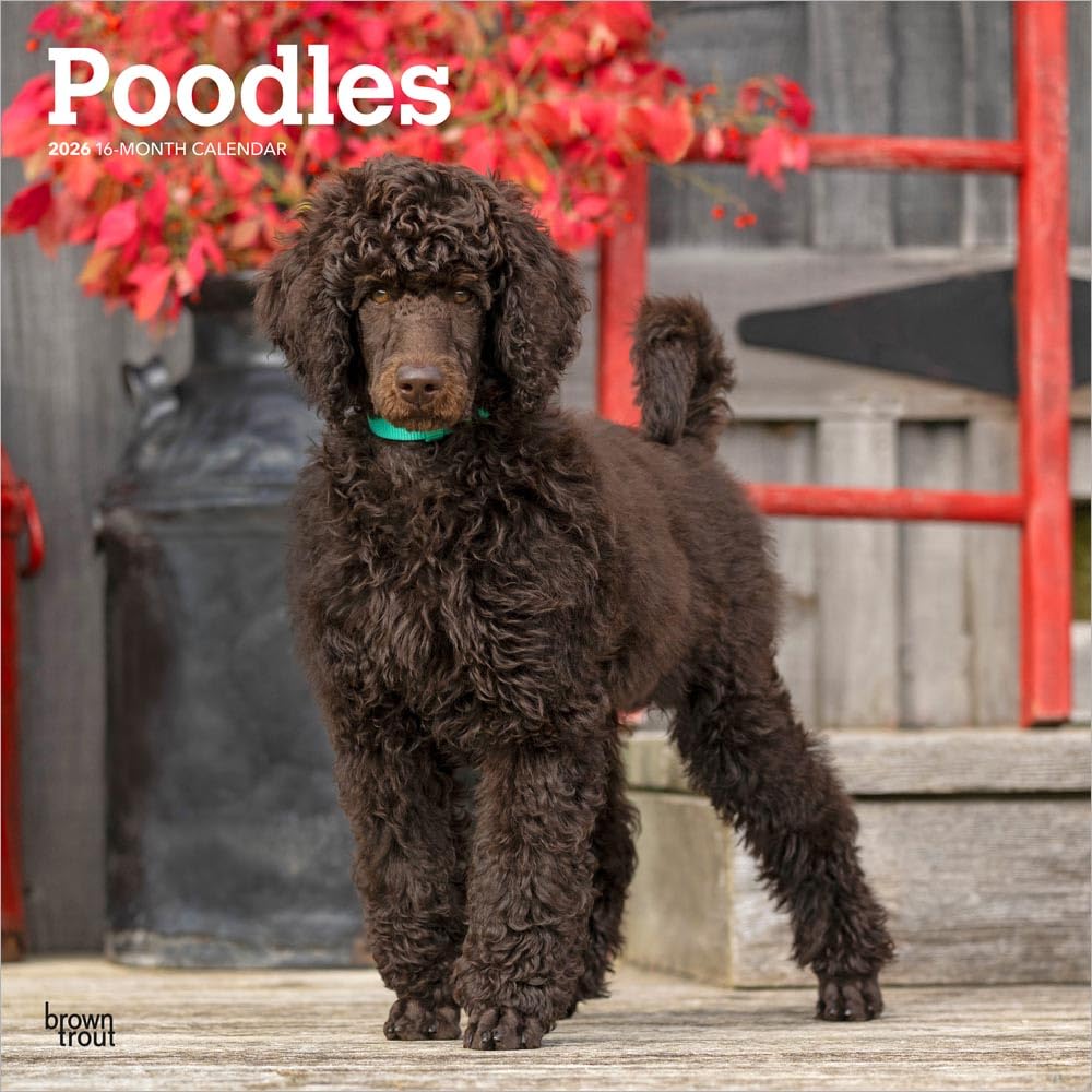 Poodles Calendar 2026