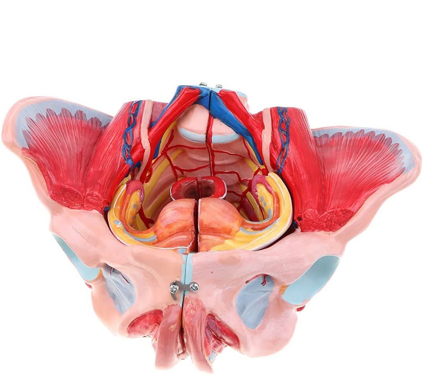 Model miednicy żeńskiej – anatomiczny odłączany rozmiar 1:1 z wyjmowanymi organami, naczyniami podłogowymi, krwią i nerwami do nauki i edukacji