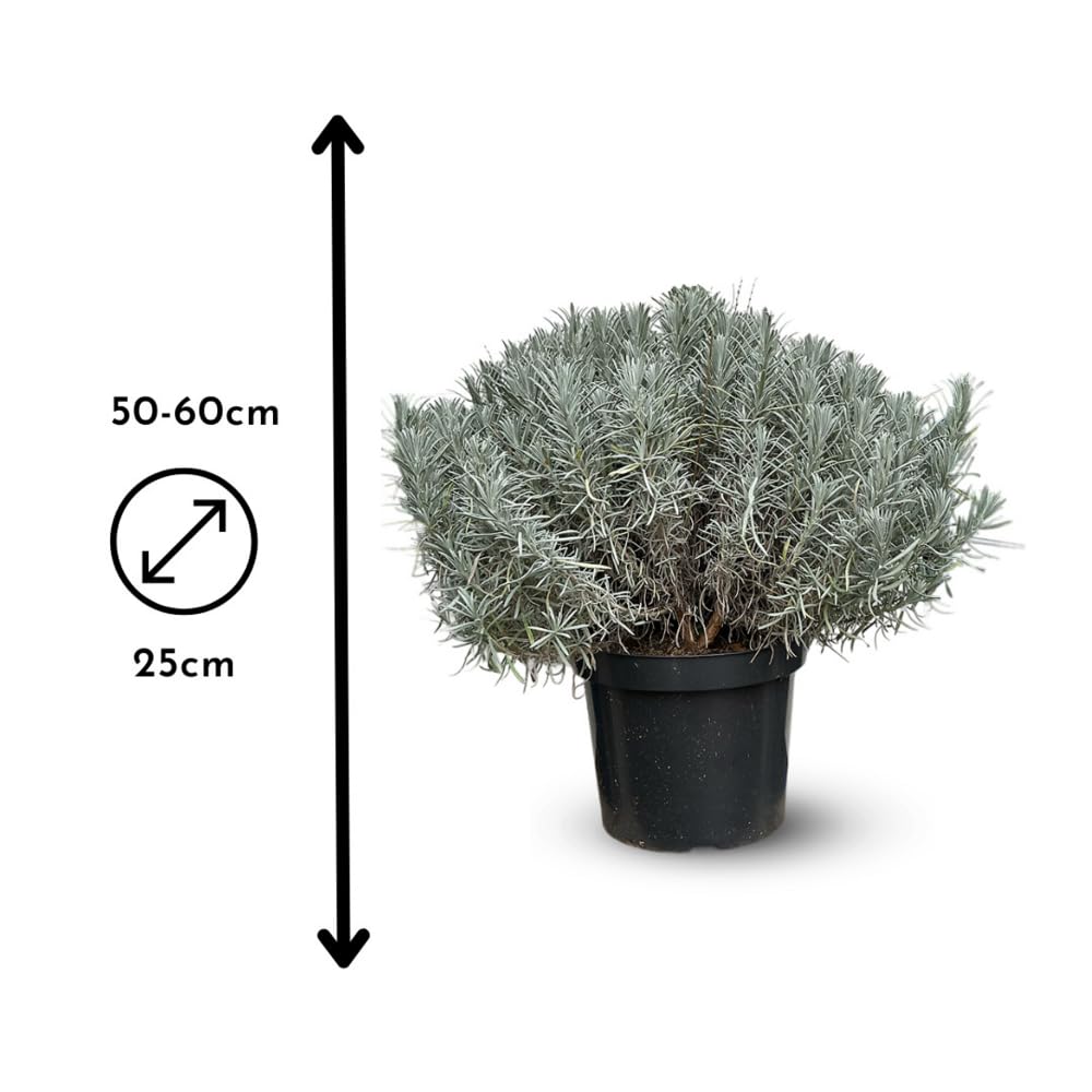 Attitude Jardin - Lavande grosso - aromatique - 50-60 cm - ⌀ 25 cm - véritables herbes fraîches
