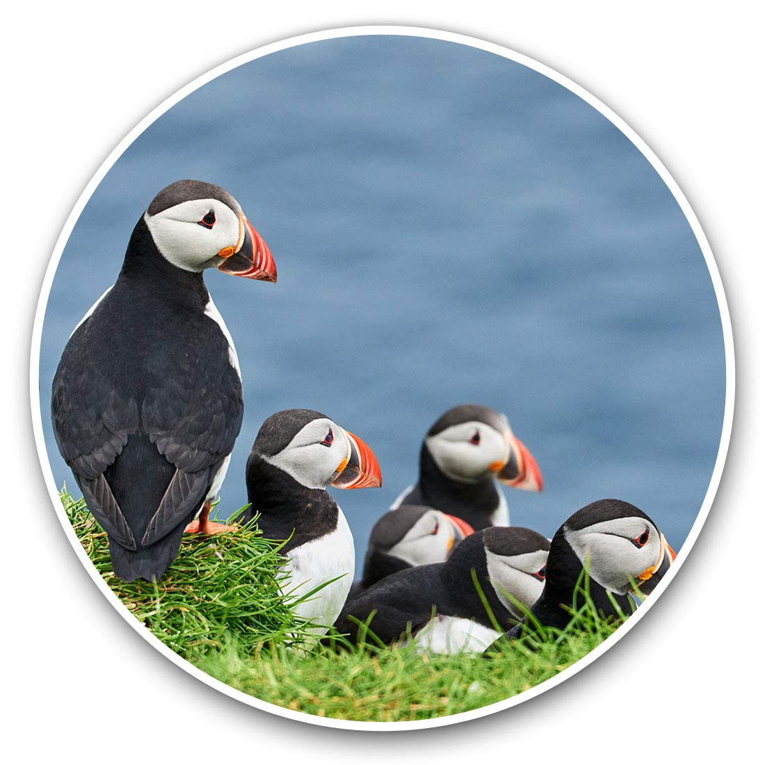 Vinyl Stickers (Set of 2) 7.5cm - Puffins on Mykines Farow Islands #16953
