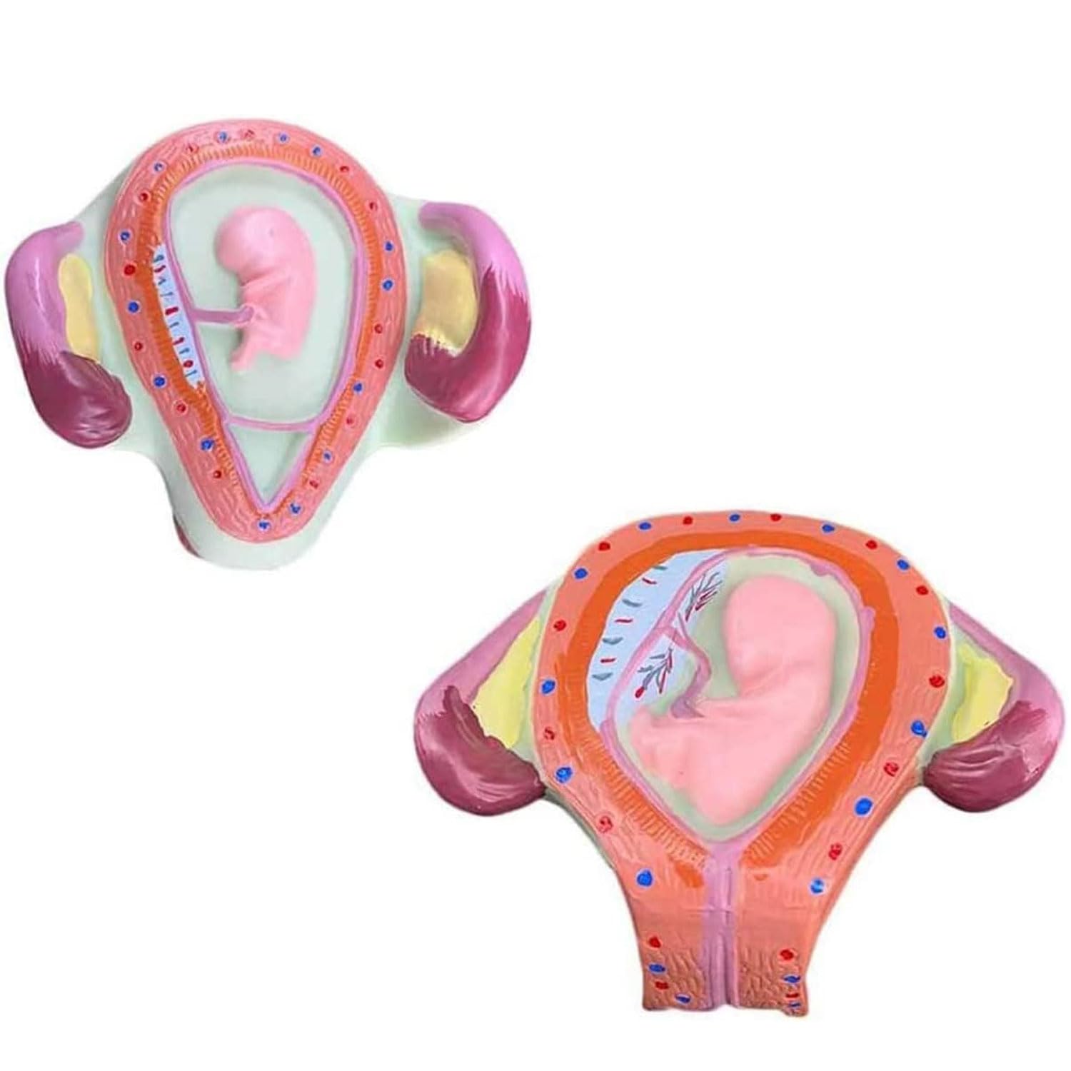 8 Stück menschliche Embryo/Fetus-Entwicklungsmodell, Stadien der Schwangerschaft in der Gebärmutter mit abnehmbaren Teilen, Schwangerschafts-Becken-Anatomie-Modell für Ärzte, Krankenschwestern
