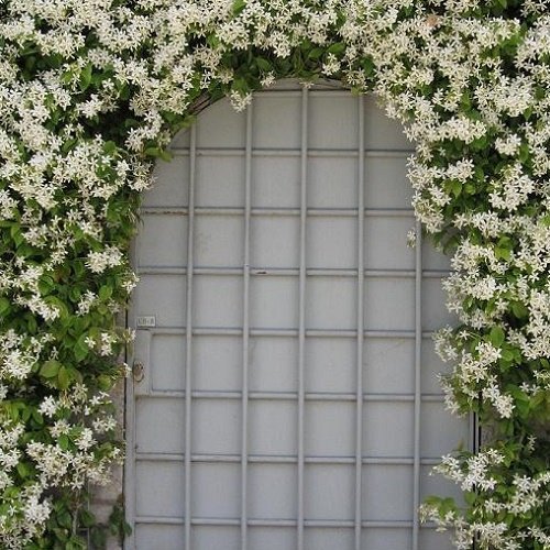 2 x Witte Toscaanse Jasmijn/Sterjasmijn | Wit bloeiend, Meerjarig, Groenblijvend/Wintergroen en Winterhard… - Afbeelding 5