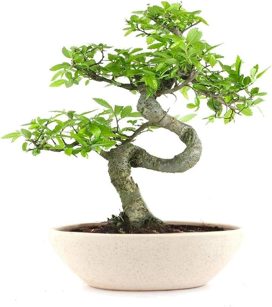 Indoor Ficus Bonsai live plant pack of 1 (B0CHRT2X2N) Amazon Price History, Amazon Price Tracker
