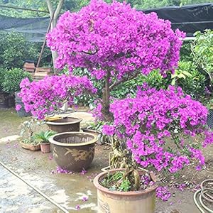 100 Pz Viola Bougainvillea Glabra Bonsai Spectabilis Willd Bonsai Pianta Bougainvillea Bonsai Fiore Pianta in vaso