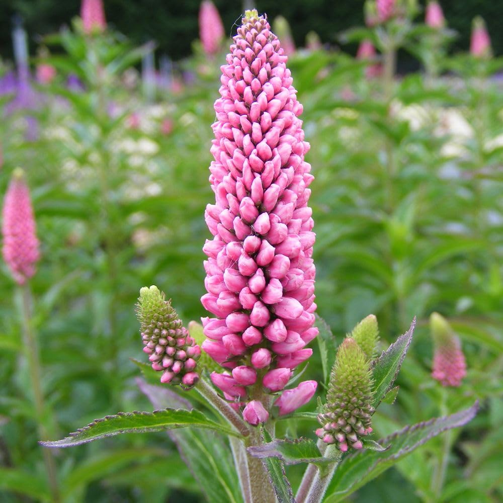 Veronica x Media 'First Love' – Hardy Perennial with Pink Summer Flower Spikes – Compact and Low Maintenance – Ideal for Borders & Pollinator Gardens 1x 3 Litre Pot by Thompson and Morgan
