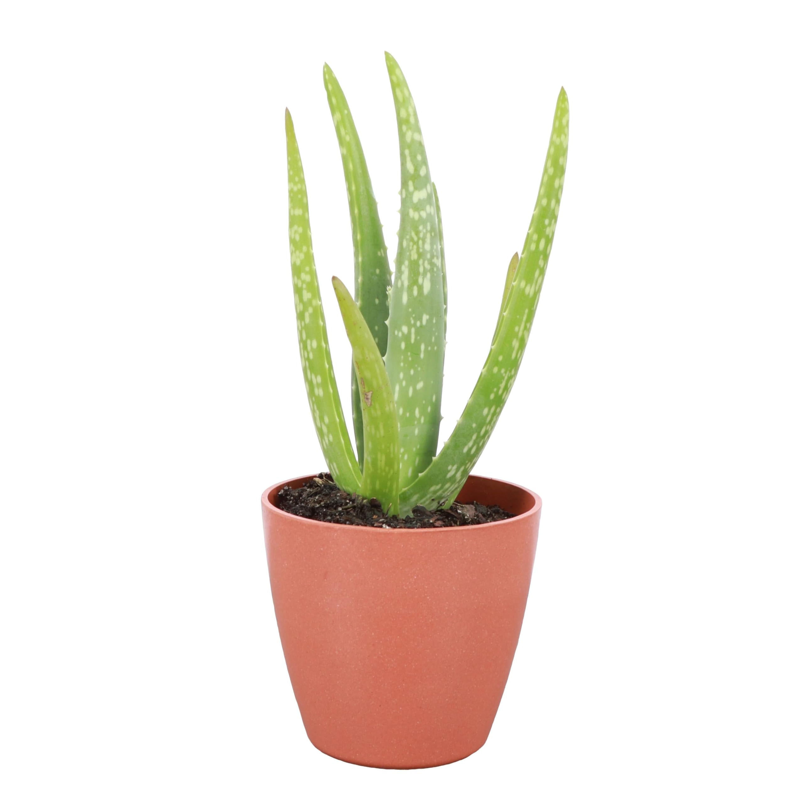 Thorsen's Greenhouse Aloe Vera