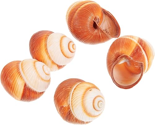 Miniatura 9 de Zerodeko 3 unidades de conchas de caracol francés, conchas naturales de caracol, conchas de caracol, conchas para Escargot, mini conchas de caracol