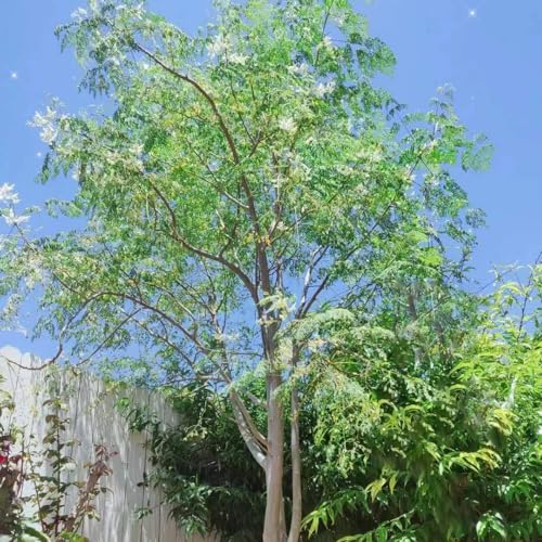 50 Semillas De Moringa Red9, Plantas De Jardín, Árboles Bonzai Perennes Resistentes (Moringa Oleifera), Plantas Perennes, Árboles Bonzai Perennes Resistentes, Semillas De Plantas De Interior