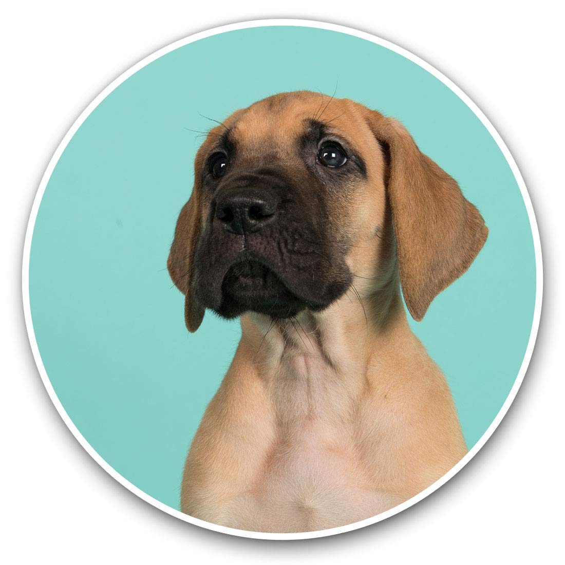 Vinyl Stickers (Set of 2) 7.5cm - Great Dane Puppy Dog Animal #21642