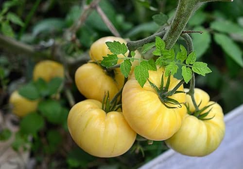 Semillas White Beefsteak Tomate Giant Heirloom Vegetal para plantar sin OMG