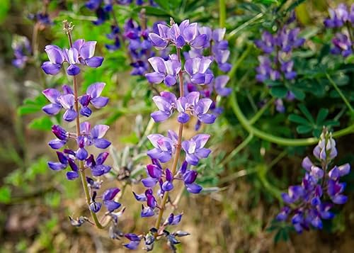 Semillas de flores de altramuz de Arroyo, 100 semillas tradicionales por paquete, semillas sin OMG, nombre botánico Lupinus succulentus, Isla's
