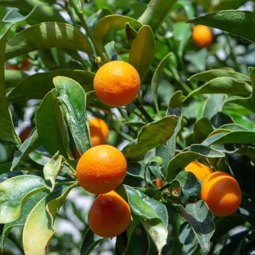 Amazon Com 矮橙子 金橘子 家庭花園種植金橘樹種子 19 Clothing Shoes Jewelry